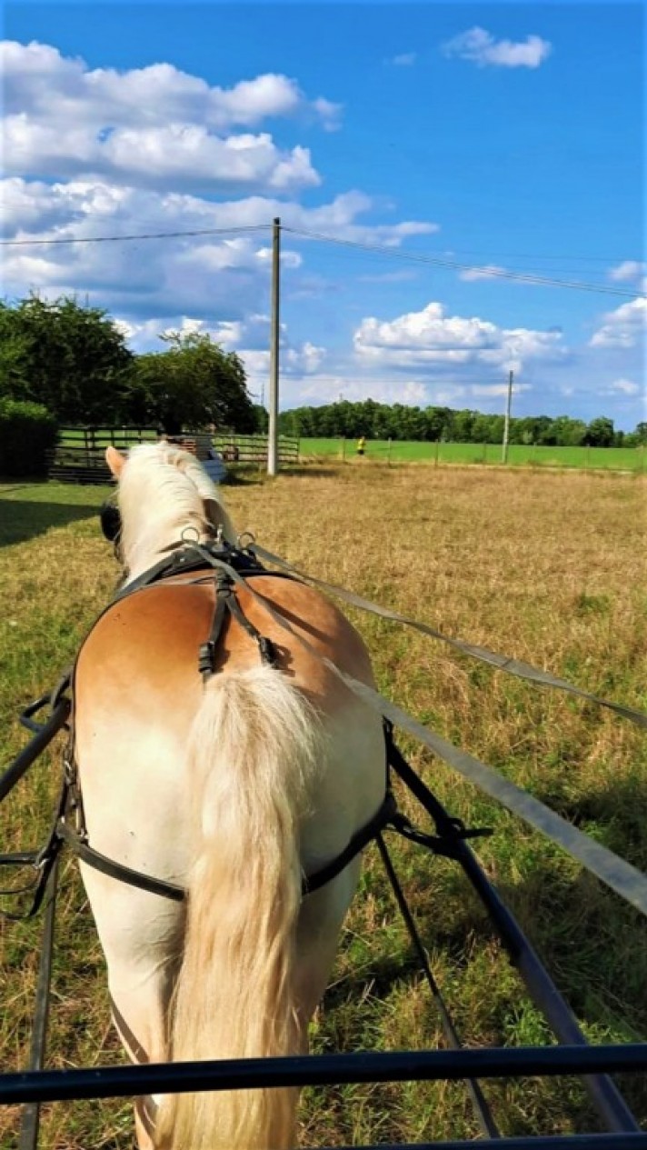 walkie il cavallo filosofo